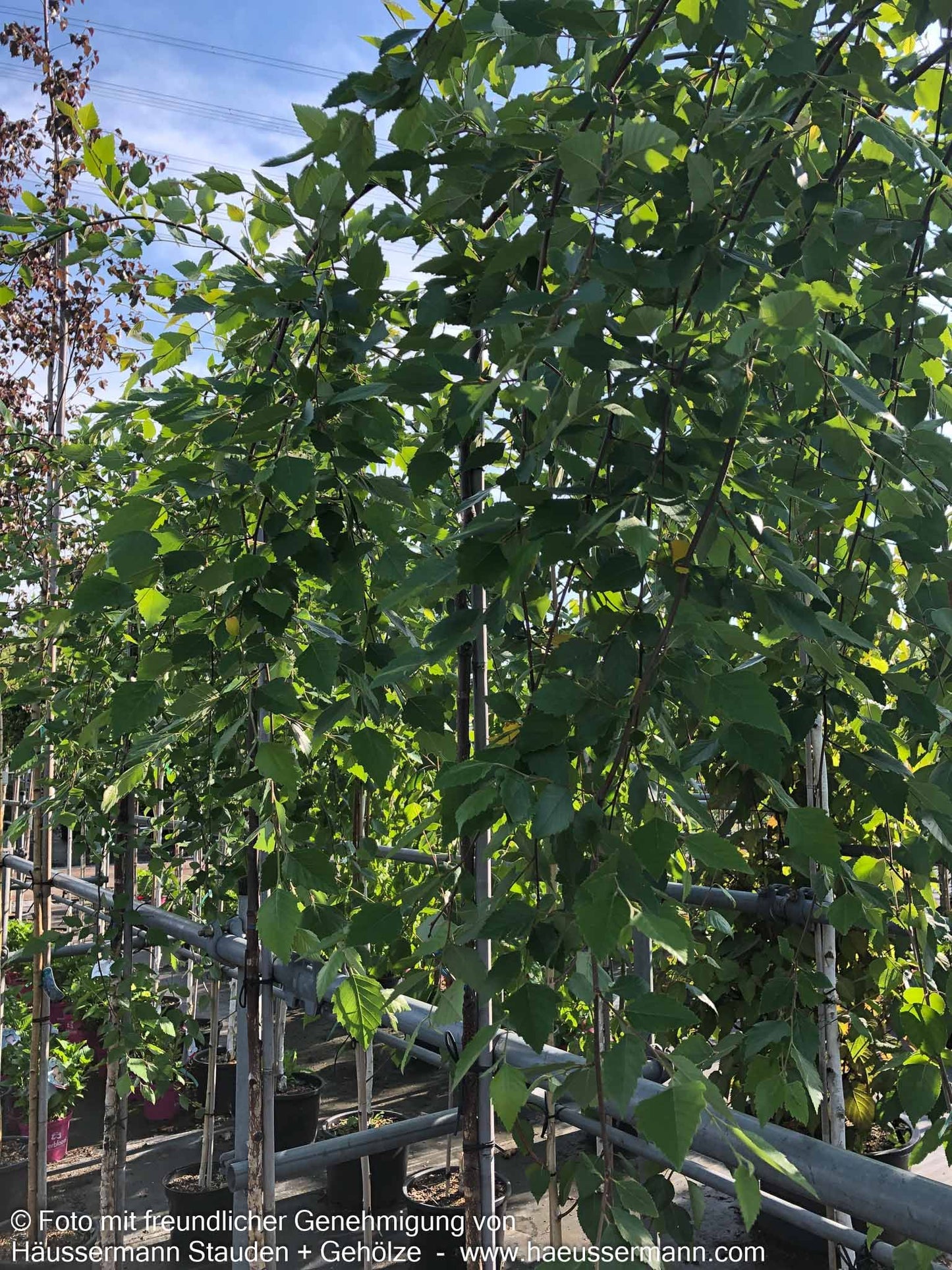 Hänge-Schwarzbirke 'Summer Cascade' (Betula nigra)