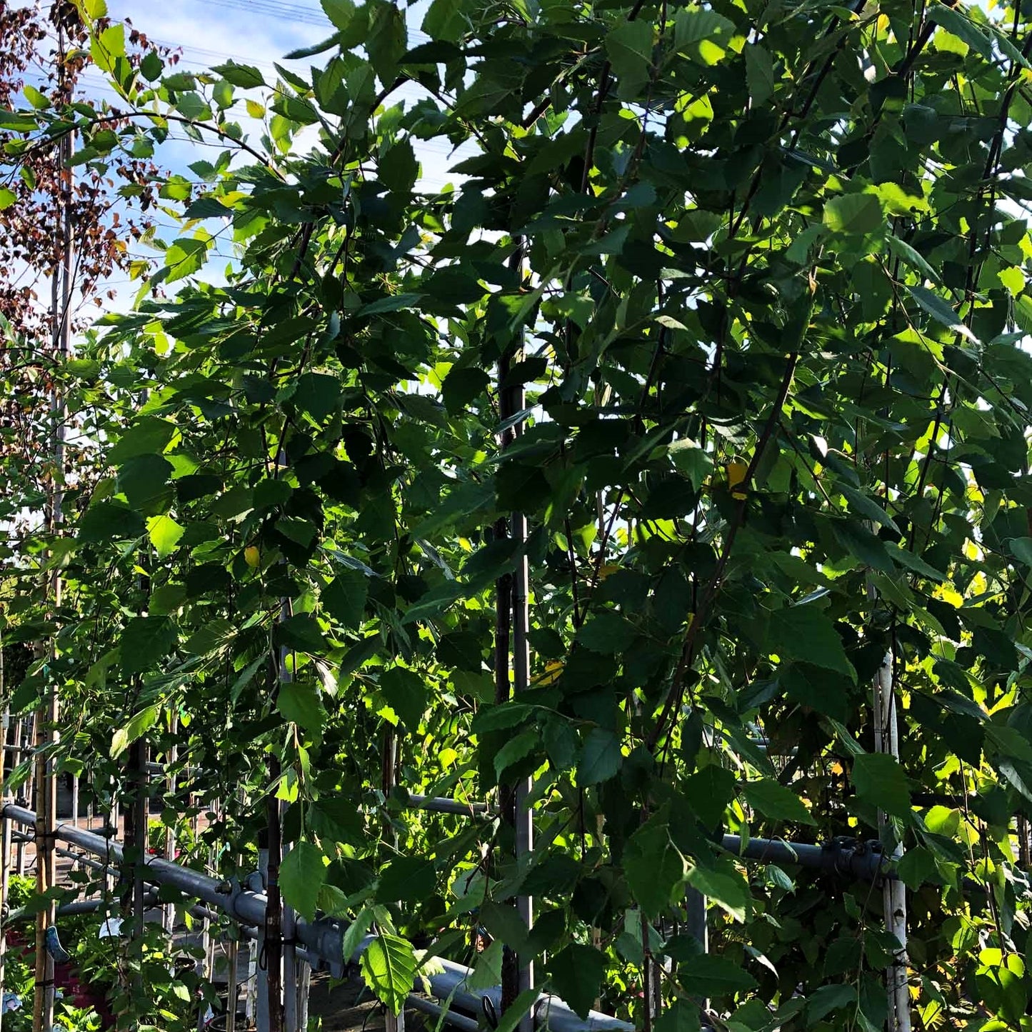 Hänge-Schwarzbirke 'Summer Cascade' (Betula nigra)