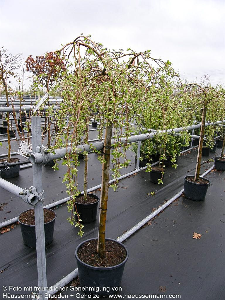 Hänge-Zier-Apfel 'Fontana' (Malus x cult.)