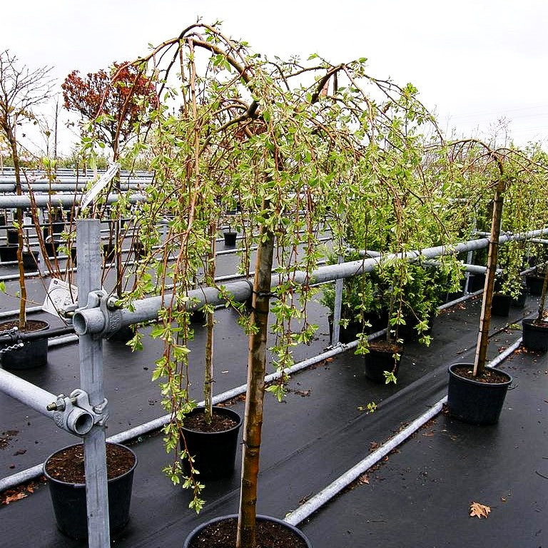 Hänge-Zier-Apfel 'Fontana' (Malus x cult.)