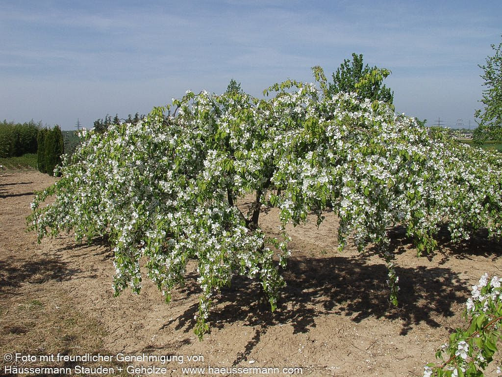 Hänge-Zier-Apfel 'Red Jade' (Malus x cult.)