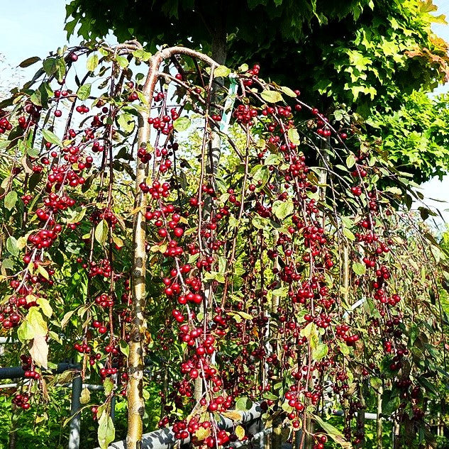 Hänge-Zier-Apfel 'Royal Beauty' (Malus x cult.)