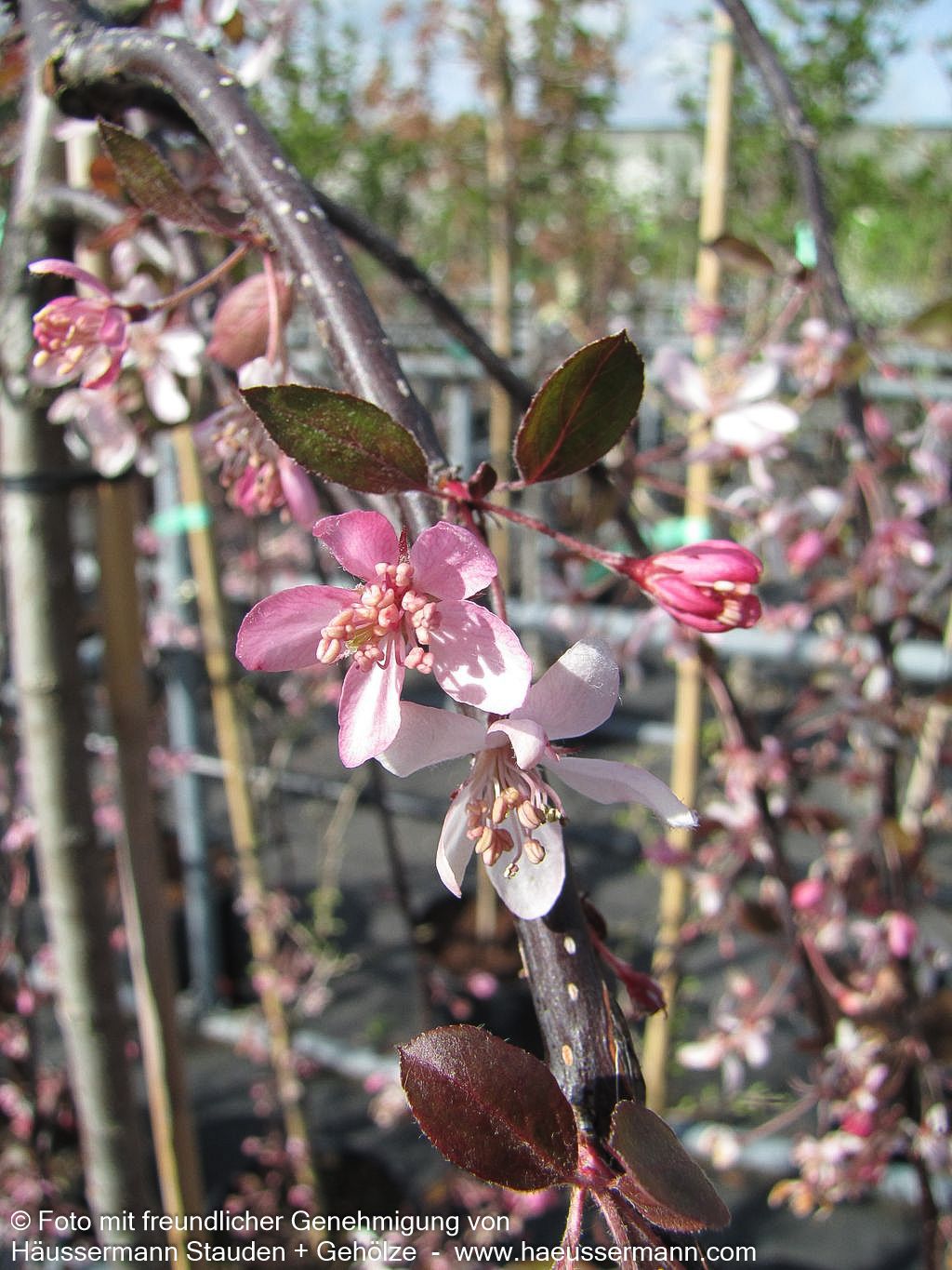 Hänge-Zier-Apfel 'Royal Beauty' (Malus x cult.)
