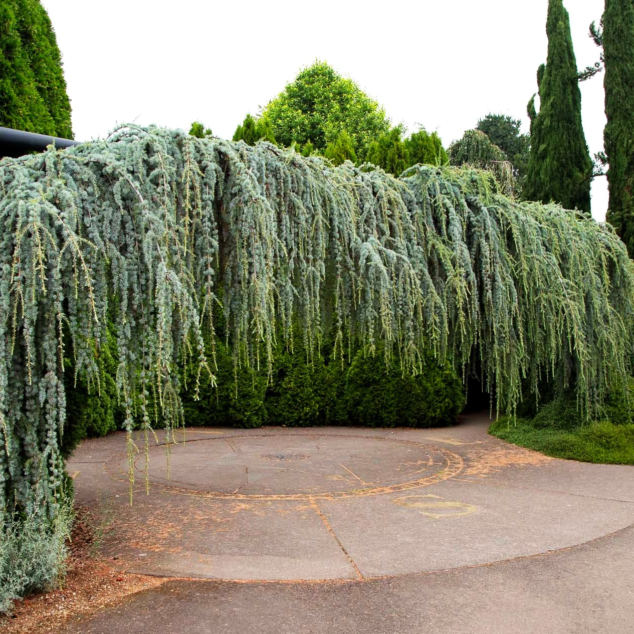 Hängende Atlas-Zeder 'Glauca Pendula' (Cedrus atlantica)