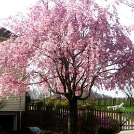 Hängende Frühlings-Kirsche 'Pendula' (Prunus subhirtella)