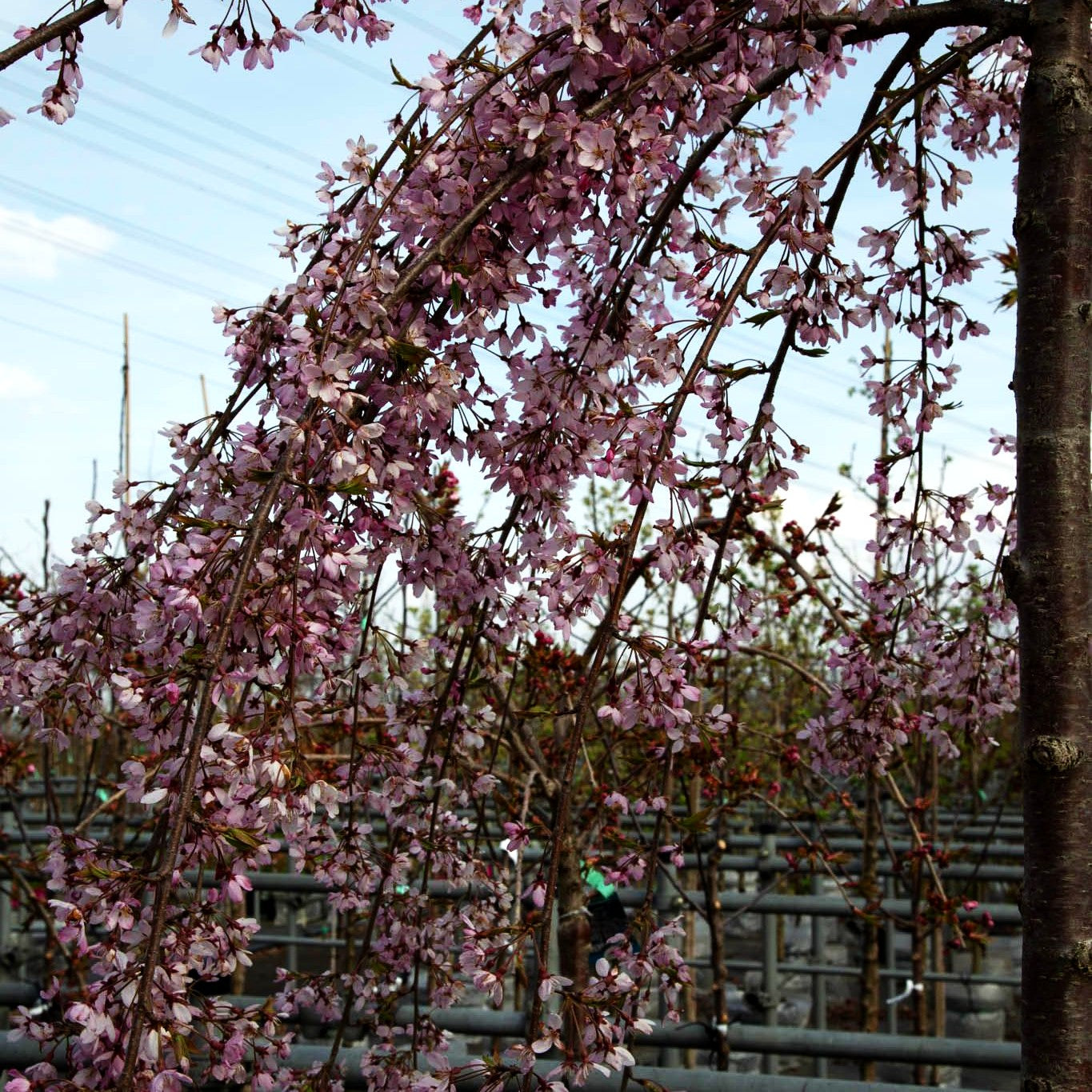 Hängende Frühlings-Kirsche 'Pendula Rubra' (Prunus subhirtella)