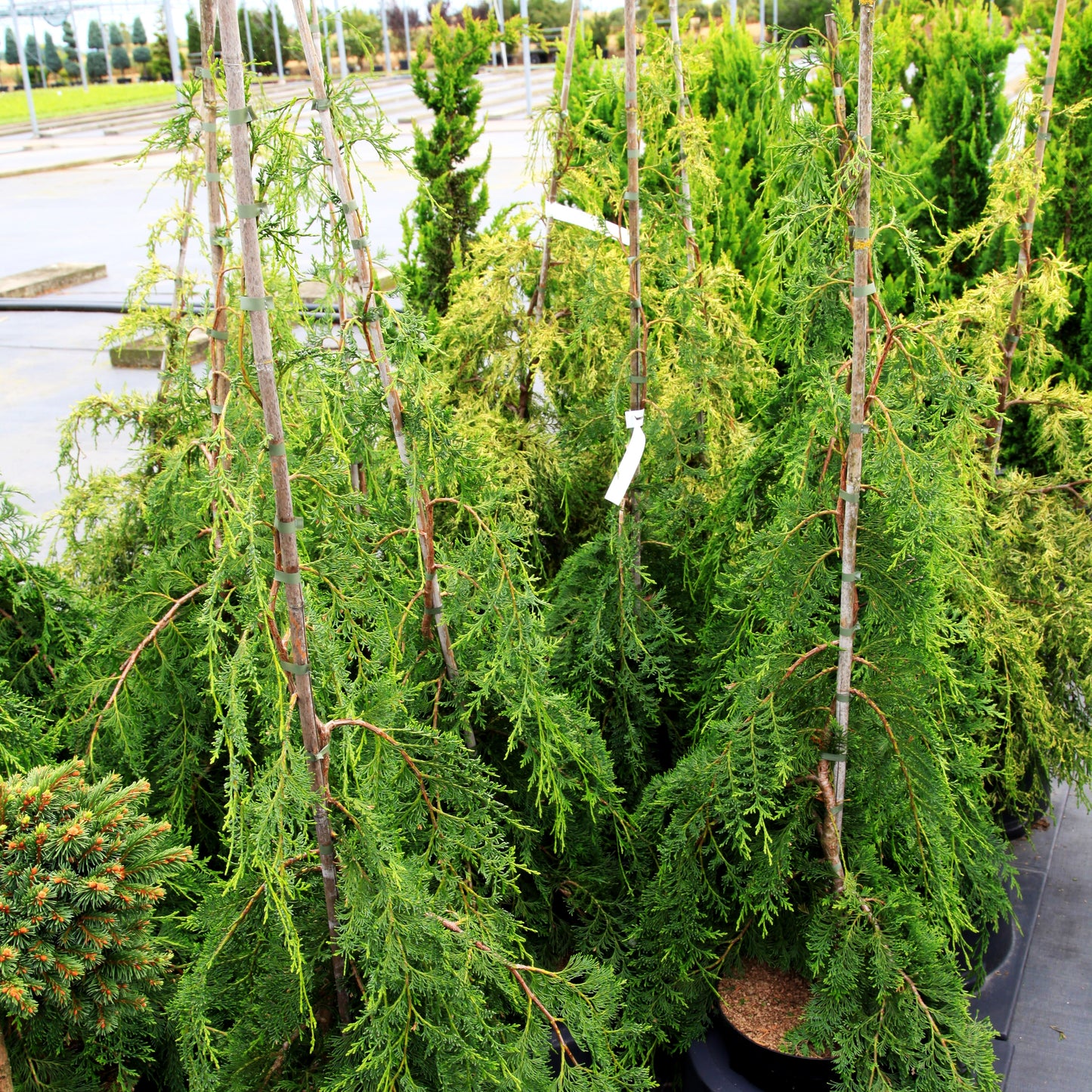 Hängende Gartenzypresse 'Pendula' (Chamaecyparis laws.)