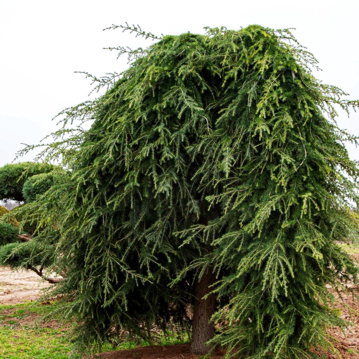Hängende Himalaya-Zeder 'Pendula' (Cedrus deodara)