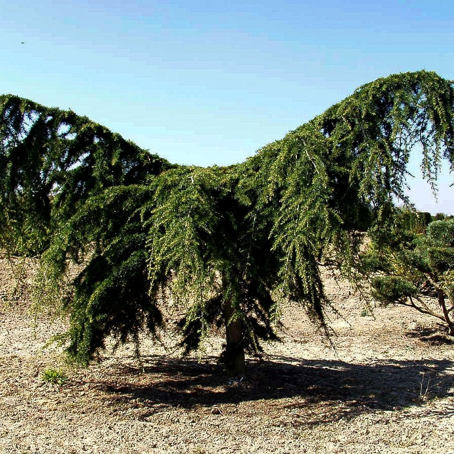 Hängende Himalaya-Zeder 'Pendula' (Cedrus deodara)