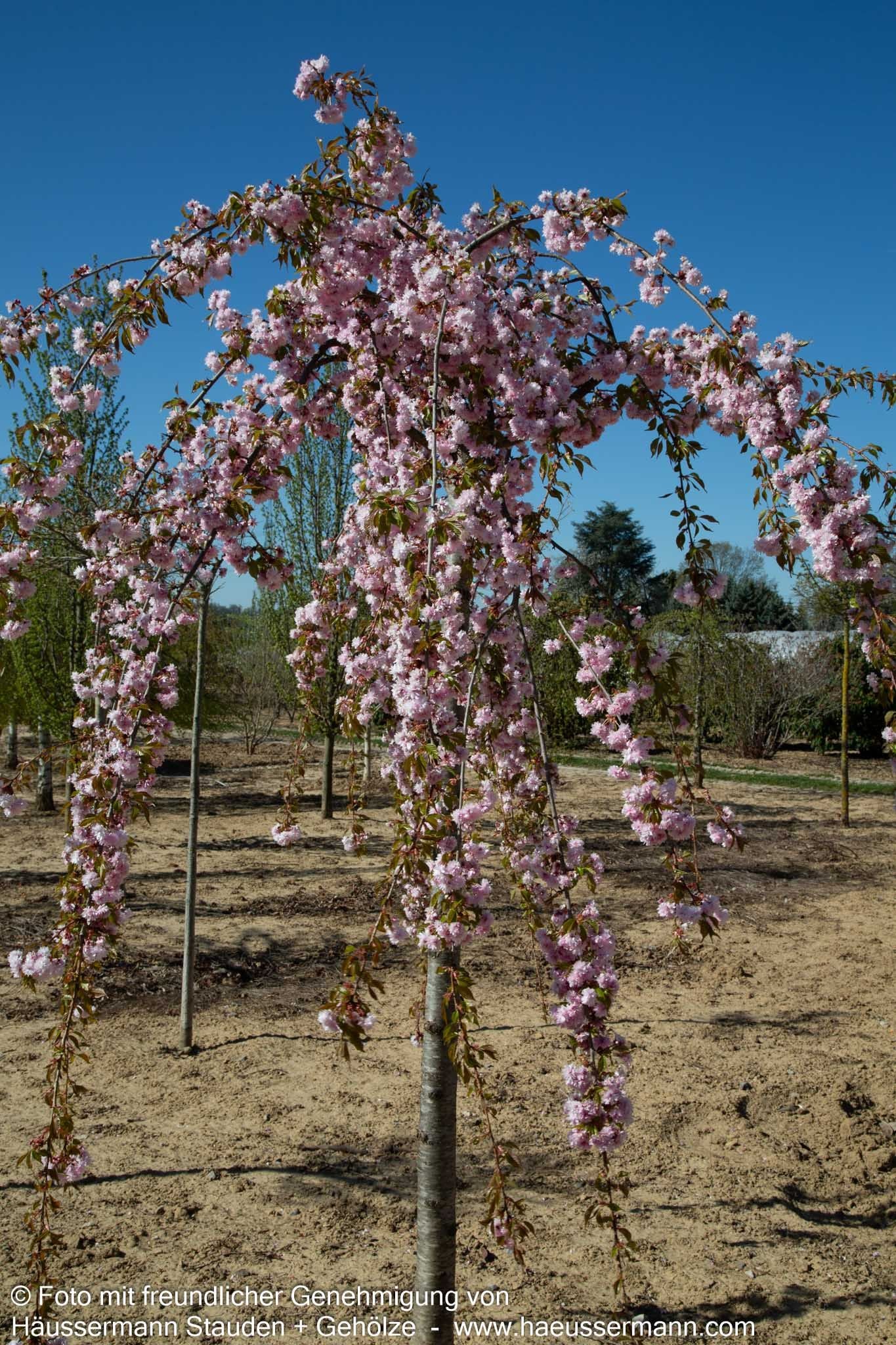 Hängende Nelken-Kirsche 'Kiku-shidare-zakura' (Prunus serrulata)