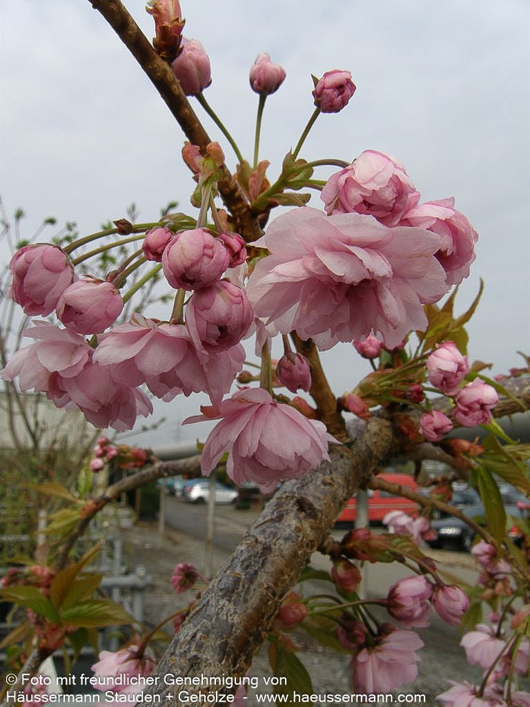 Hängende Nelken-Kirsche 'Kiku-shidare-zakura' (Prunus serrulata)