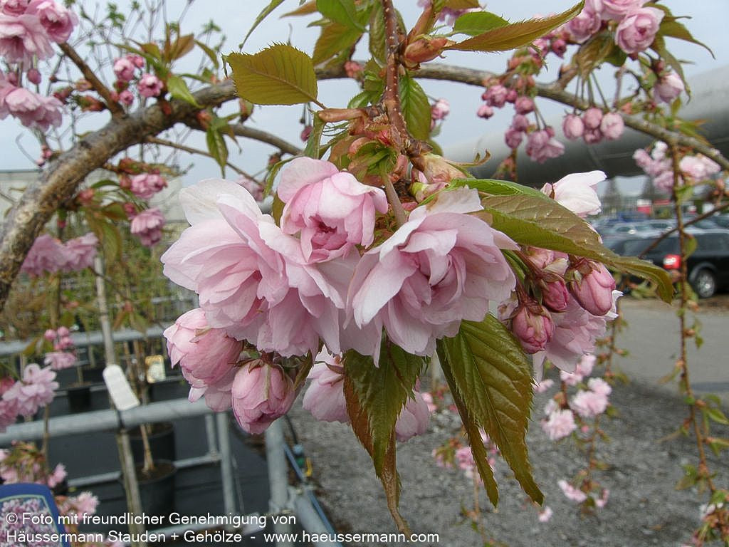 Hängende Nelken-Kirsche 'Kiku-shidare-zakura' (Prunus serrulata)