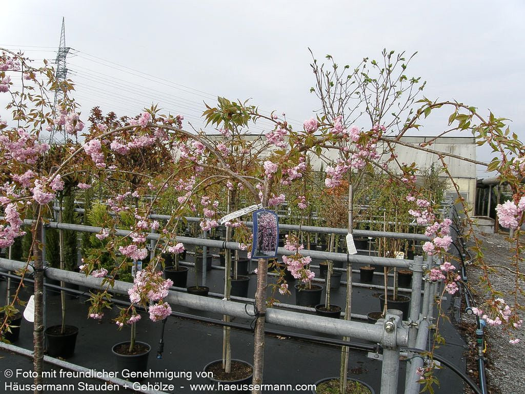 Hängende Nelken-Kirsche 'Kiku-shidare-zakura' (Prunus serrulata)
