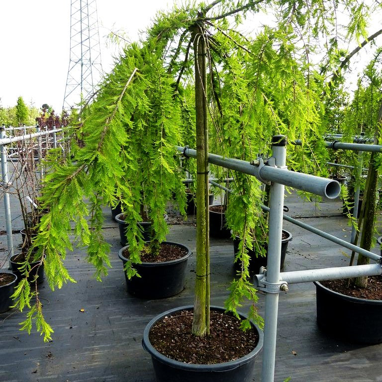 Hängende Sumpfzypresse 'Cascade Falls' (Taxodium distichum)