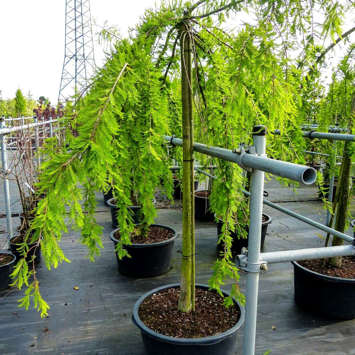 Hängende Sumpfzypresse 'Cascade Falls' (Taxodium distichum)