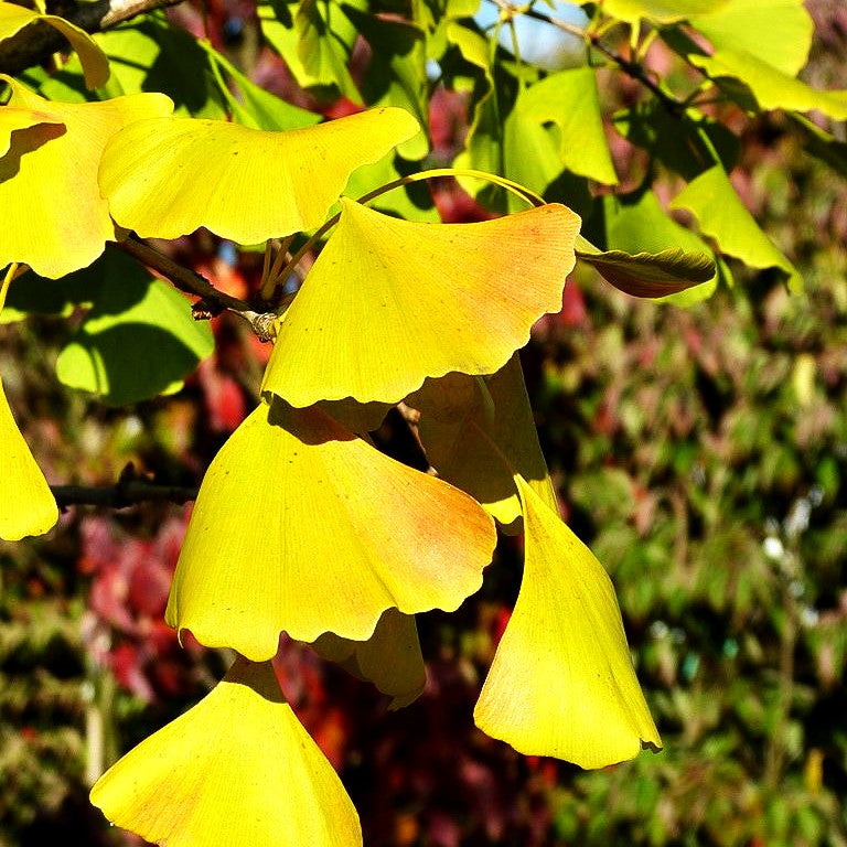Hängender Fächerblattbaum 'Pendula' (Ginkgo biloba)