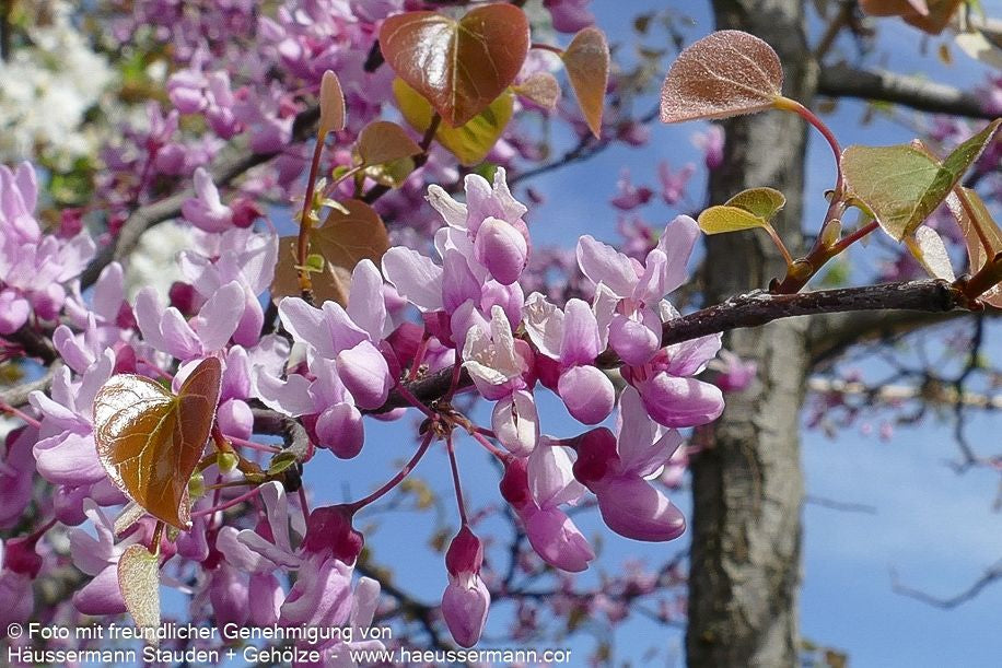 Hängender Judasbaum 'Cascading Hearts' (Cercis canadensis)