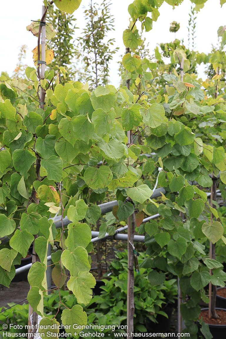 Hängender Judasbaum 'Cascading Hearts' (Cercis canadensis)