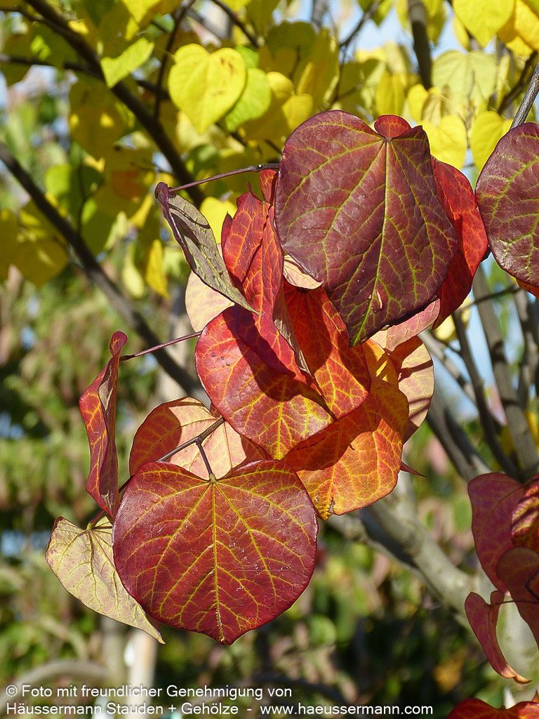 Hängender Judasbaum 'Ruby Falls' (Cercis canadensis)