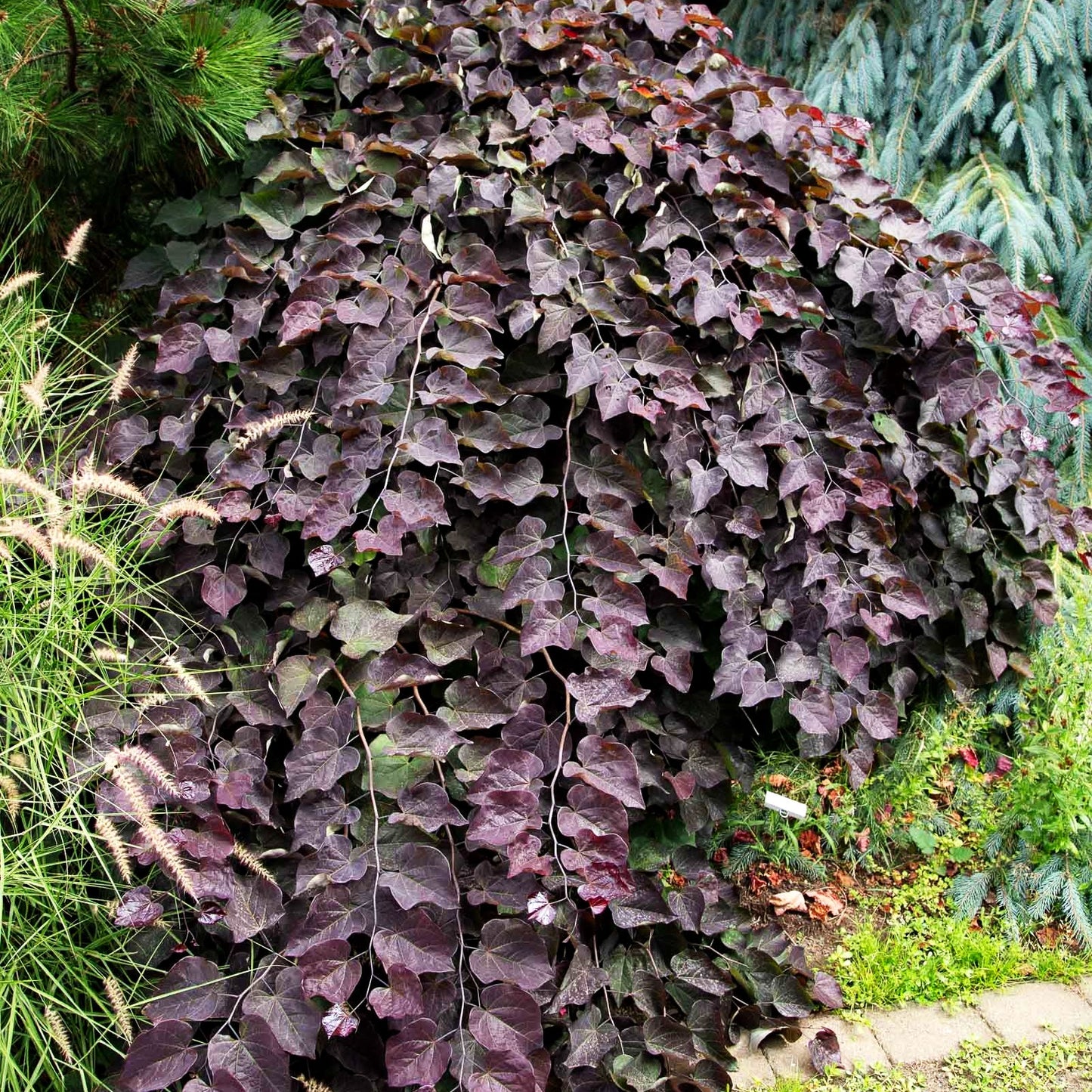 Hängender Judasbaum 'Ruby Falls' (Cercis canadensis)