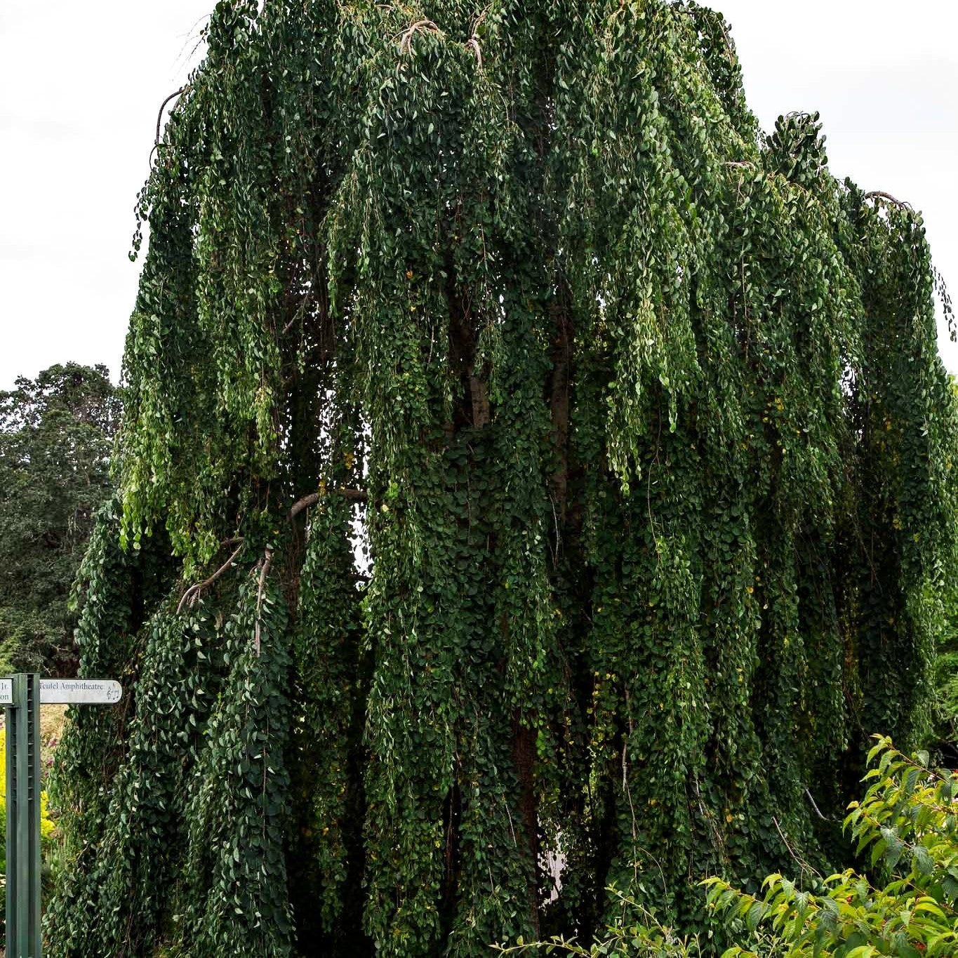 Hängender Kuchenbaum 'Pendulum' (Cercidiphyllum japonicum)