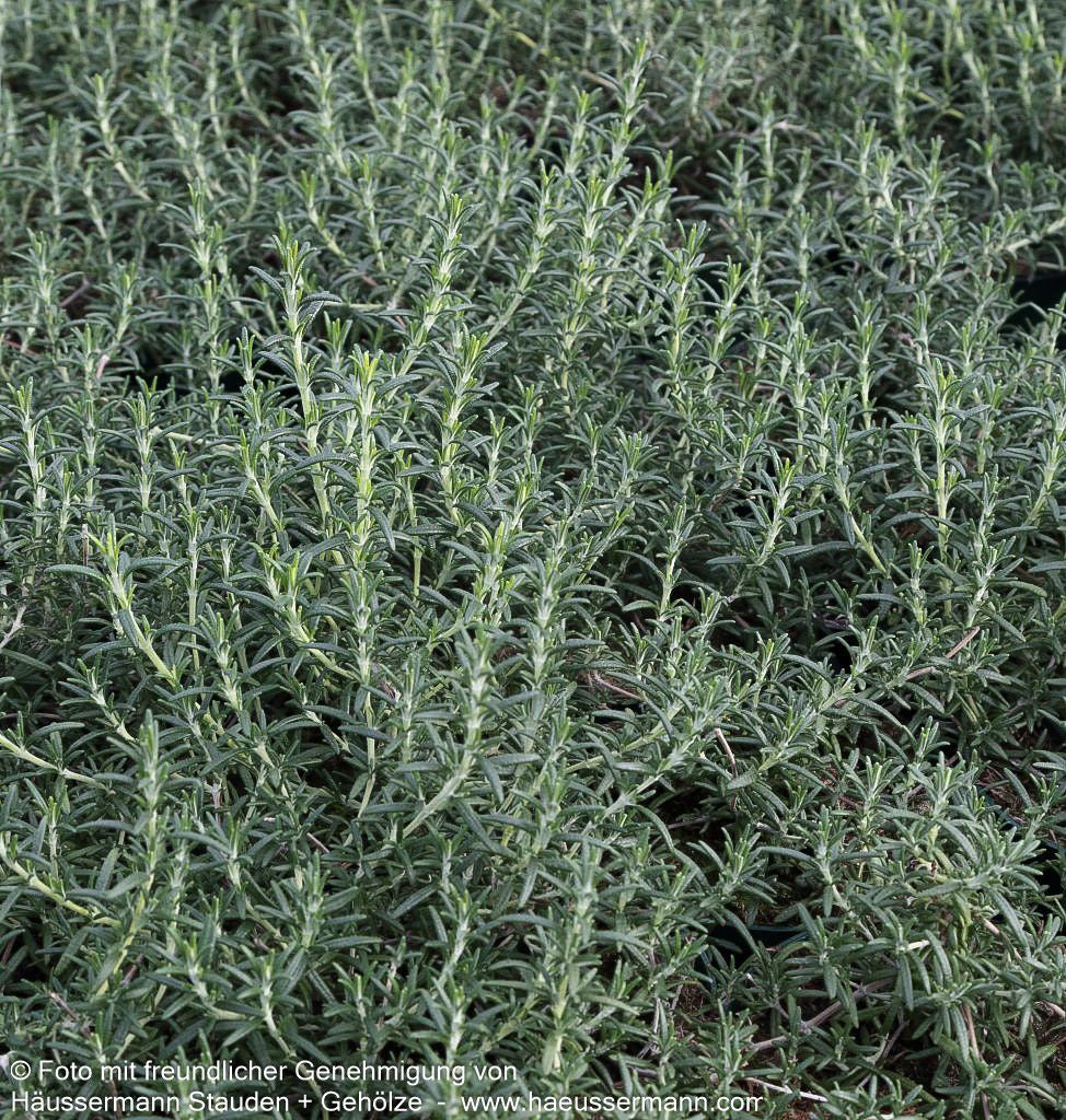 Hängender Rosmarin 'Blue Rain' (Rosmarinus officinalis)