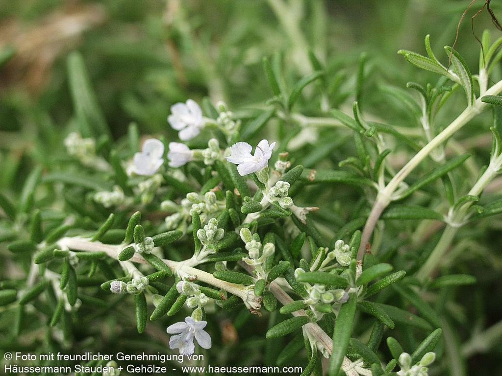 Hängender Rosmarin 'Blue Rain' (Rosmarinus officinalis)