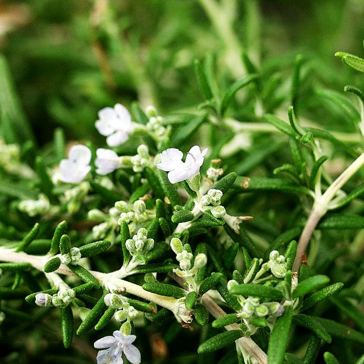 Hängender Rosmarin 'Blue Rain' (Rosmarinus officinalis)