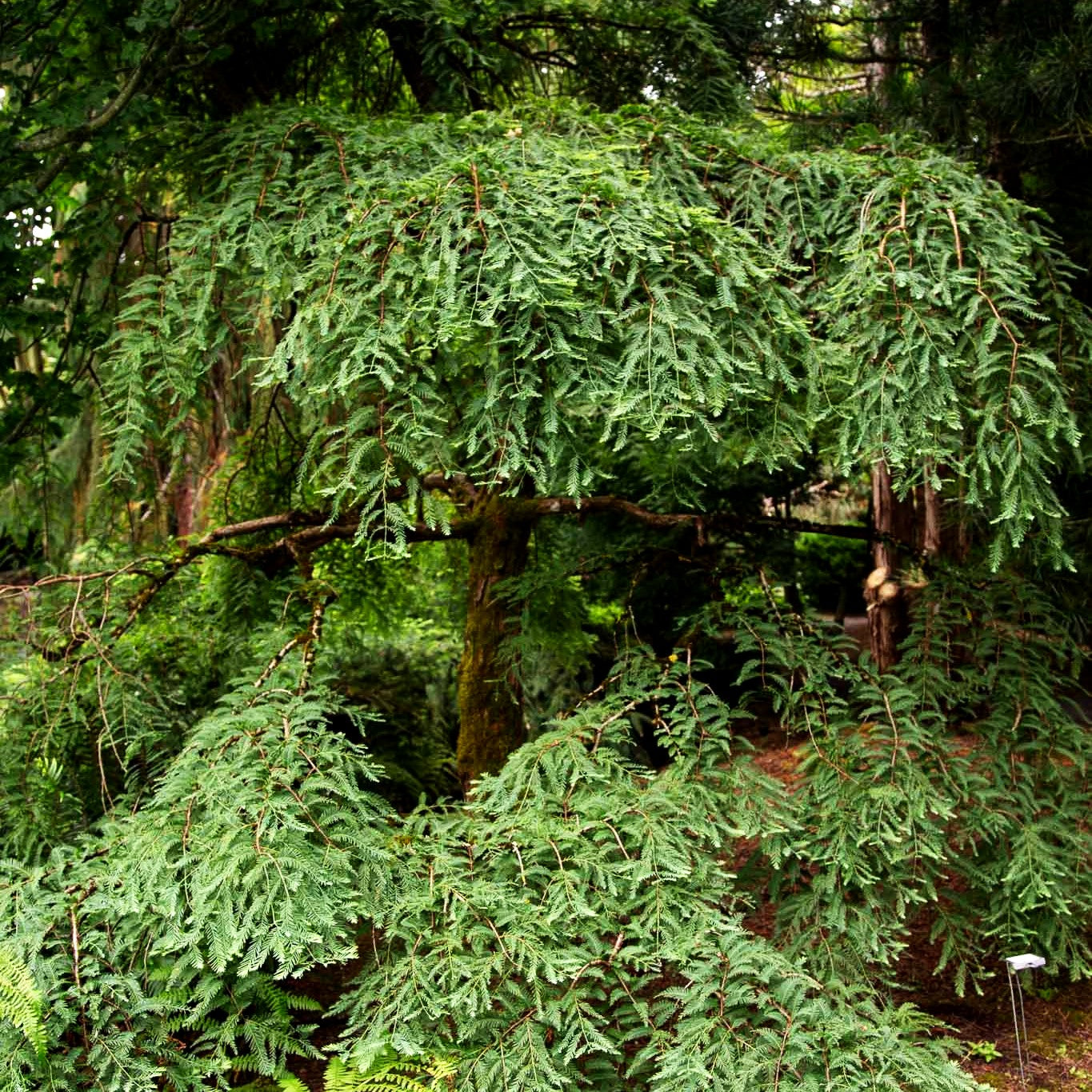 Hängender Urweltmammutbaum 'Miss Grace' (Metasequoia glyptostroboides)