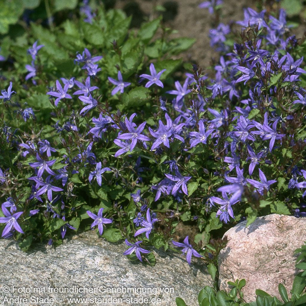 Hängepolster-Glockenblume 'Blauranke' (Campanula poscharskyana)