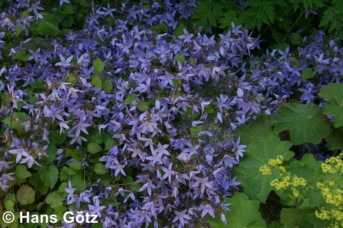 Hängepolster-Glockenblume 'Blauranke' (Campanula poscharskyana)