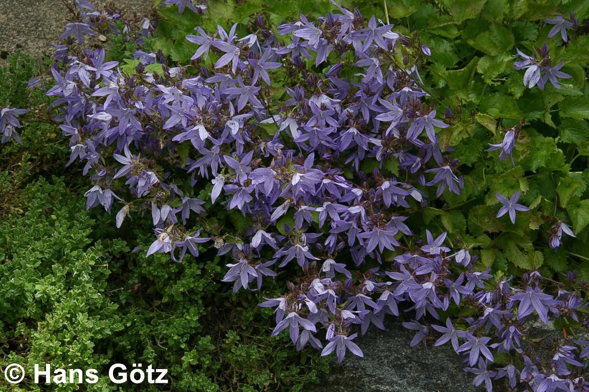 Hängepolster-Glockenblume 'Blauranke' (Campanula poscharskyana)