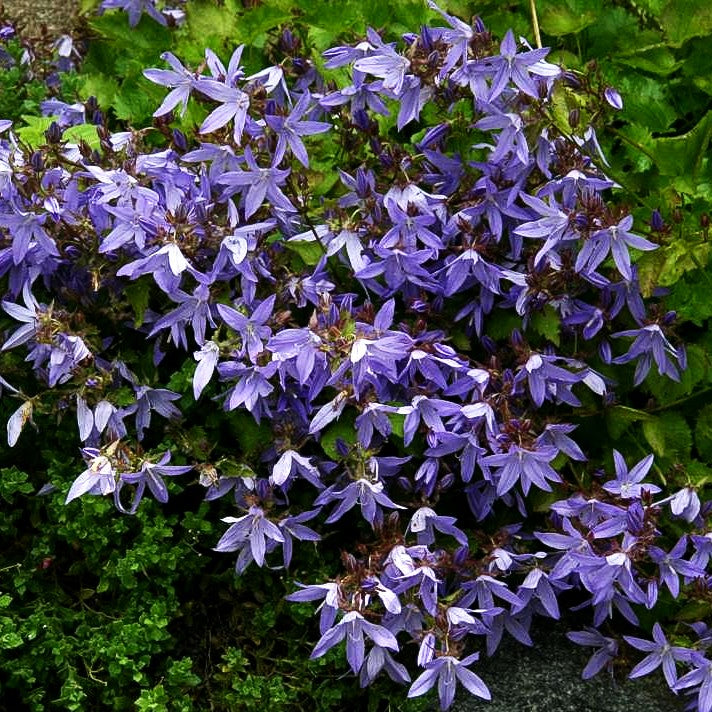 Hängepolster-Glockenblume 'Blauranke' (Campanula poscharskyana)