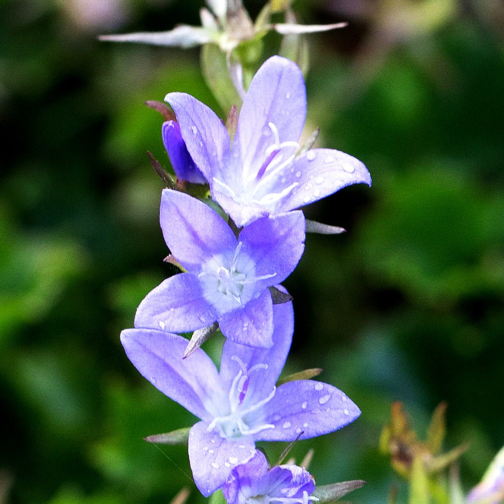Hängepolster-Glockenblume 'Glandore' (Campanula poscharskyana)