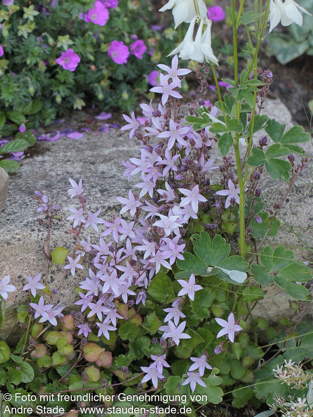 Hängepolster-Glockenblume 'Lisduggan' (Campanula poscharskyana)