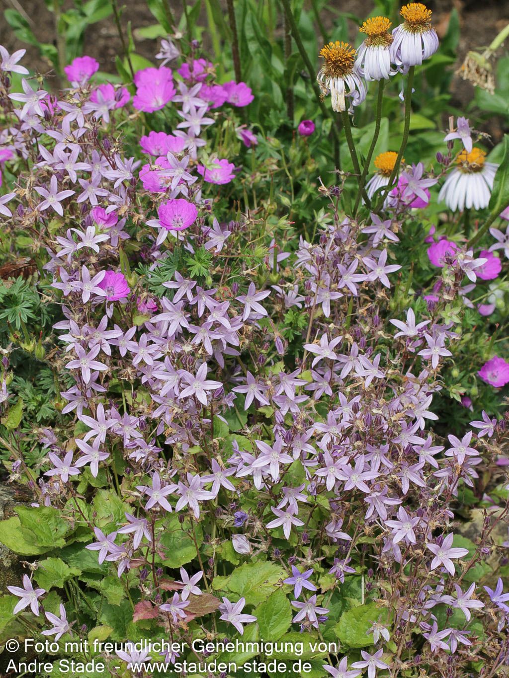 Hängepolster-Glockenblume 'Lisduggan' (Campanula poscharskyana)