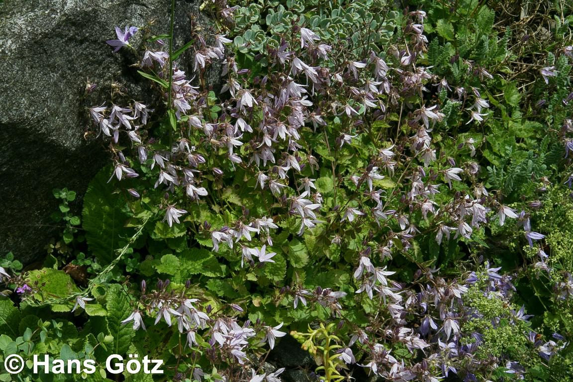 Hängepolster-Glockenblume 'Lisduggan' (Campanula poscharskyana)