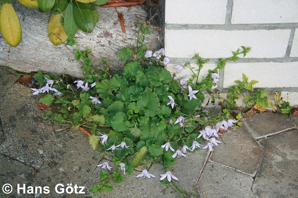 Hängepolster-Glockenblume 'Lisduggan' (Campanula poscharskyana)