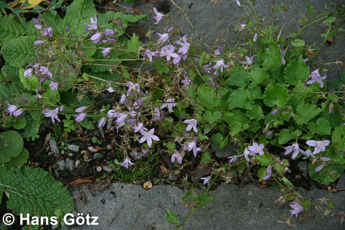 Hängepolster-Glockenblume 'Lisduggan' (Campanula poscharskyana)