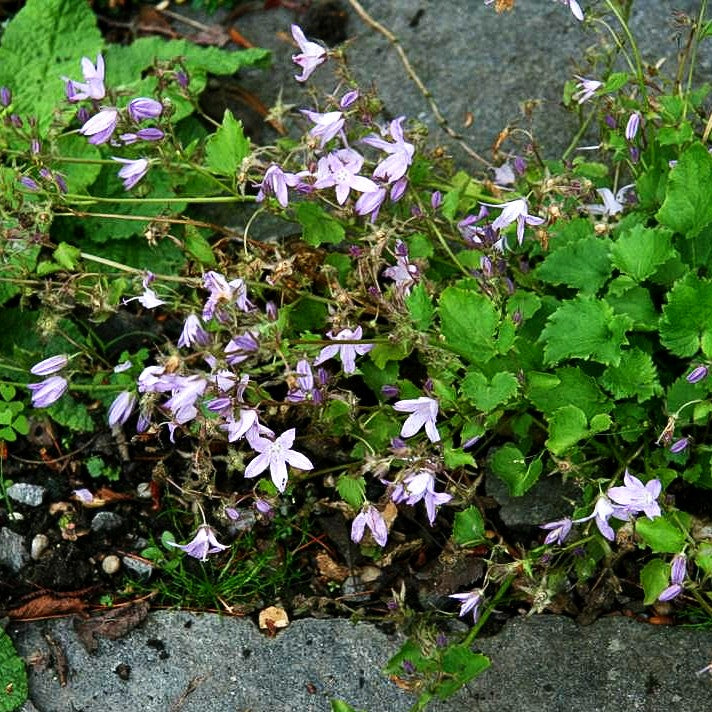 Hängepolster-Glockenblume 'Lisduggan' (Campanula poscharskyana)