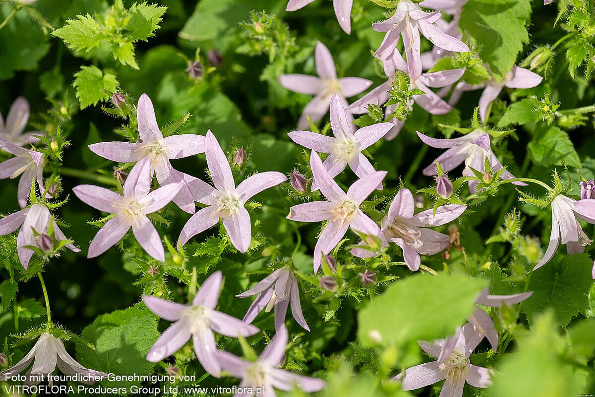 Hängepolster-Glockenblume 'Lisduggan' (Campanula poscharskyana)