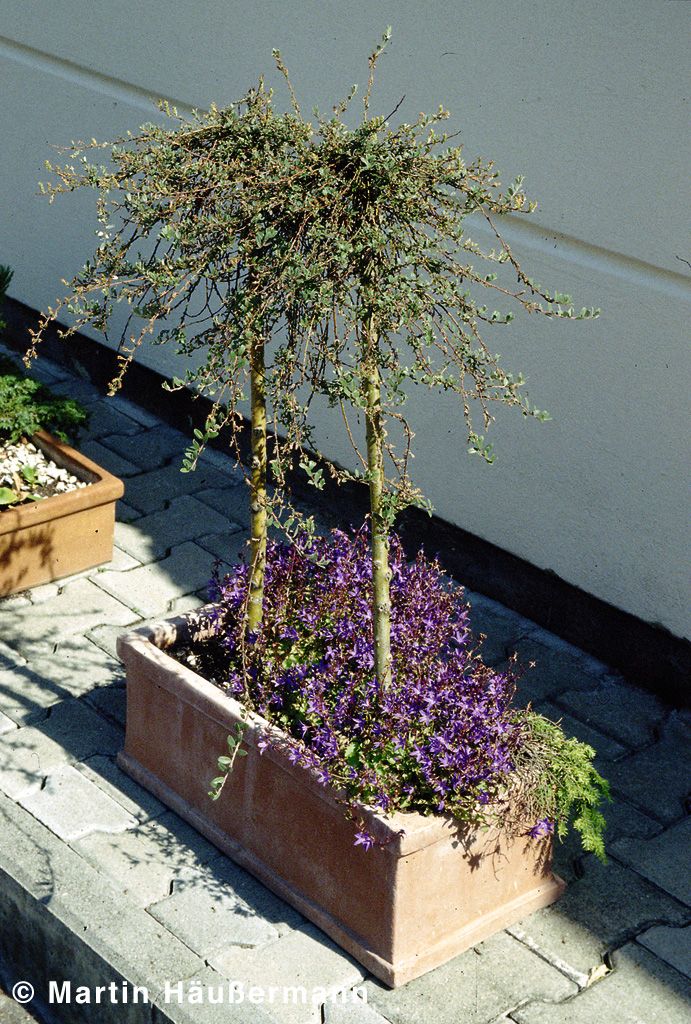 Hängepolster-Glockenblume 'Stella' (Campanula poscharskyana)