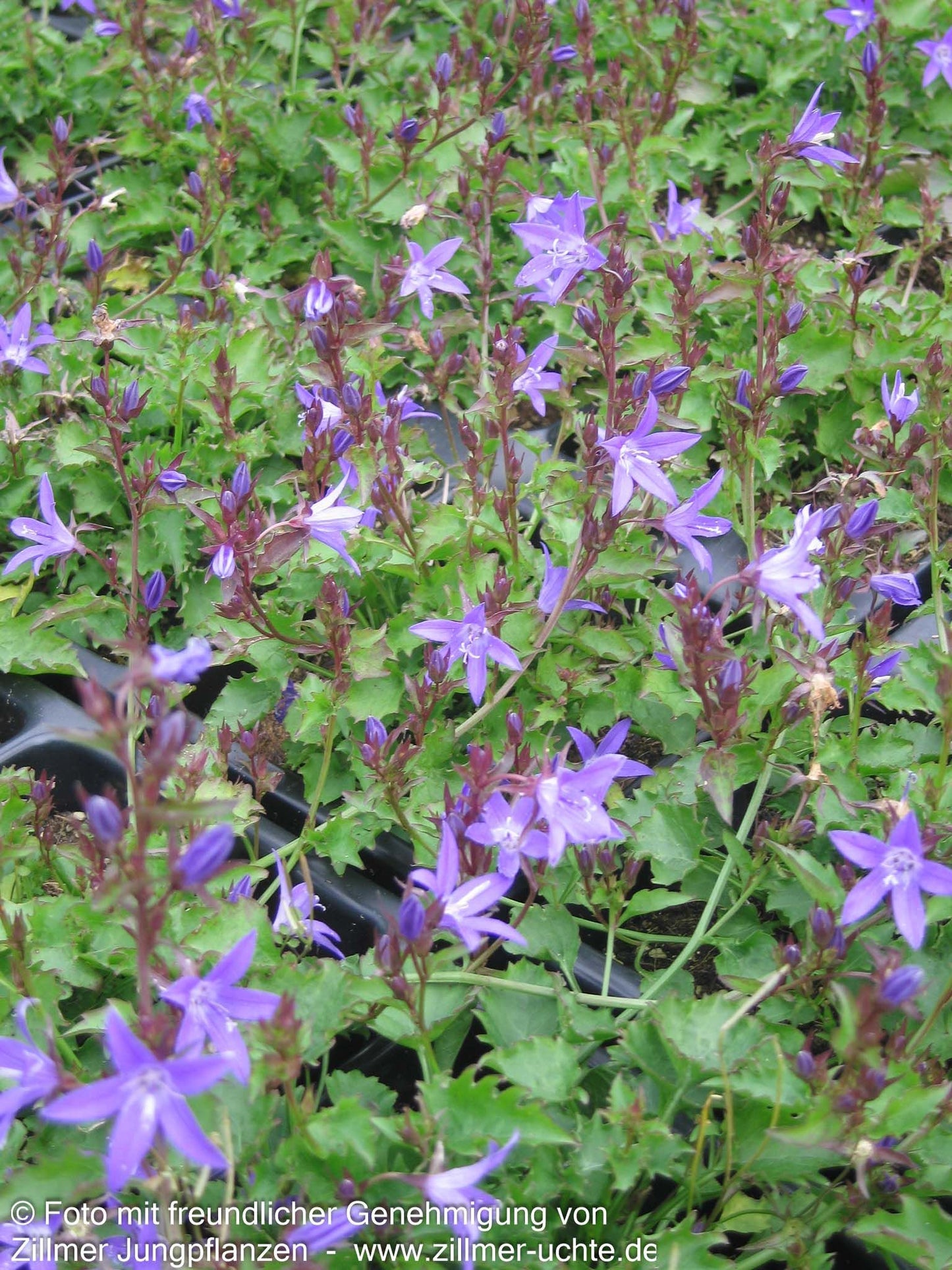Hängepolster-Glockenblume 'Stella' (Campanula poscharskyana)