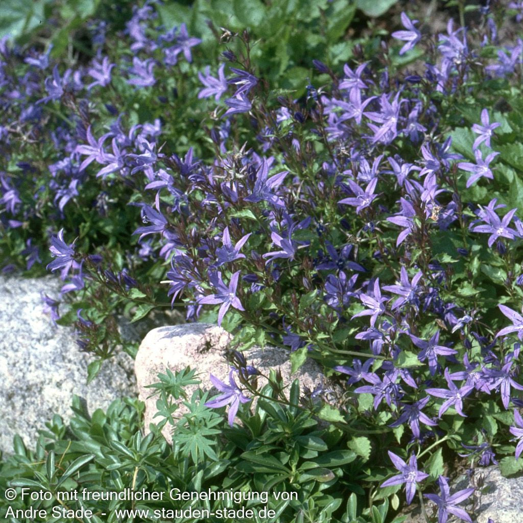 Hängepolster-Glockenblume 'Stella' (Campanula poscharskyana)