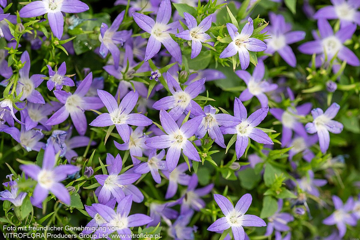 Hängepolster-Glockenblume 'Stella' (Campanula poscharskyana)
