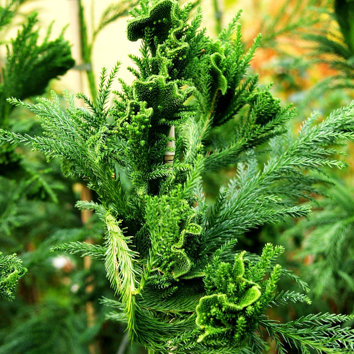 Hahnenkamm-Sicheltanne 'Cristata' (Cryptomeria japonica)