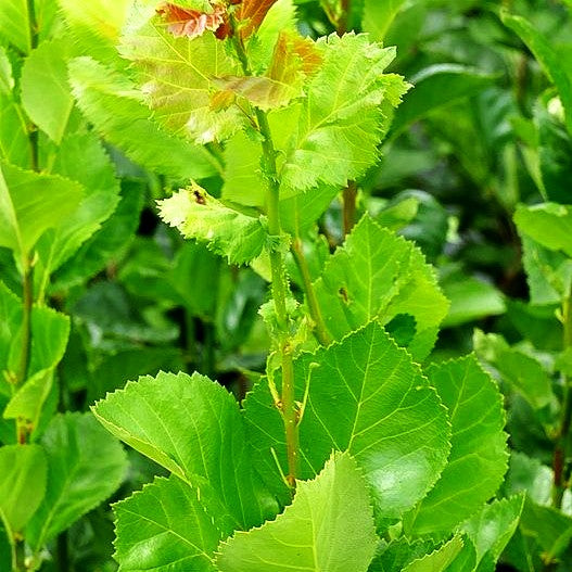 Hahnensporn-Weißdorn 'Splendens' (Crataegus prunifolia)