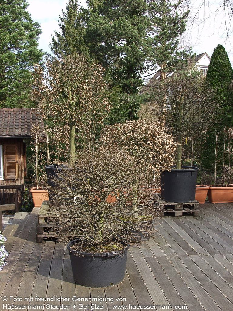 Hainbuche, Weißbuche (Carpinus betulus)