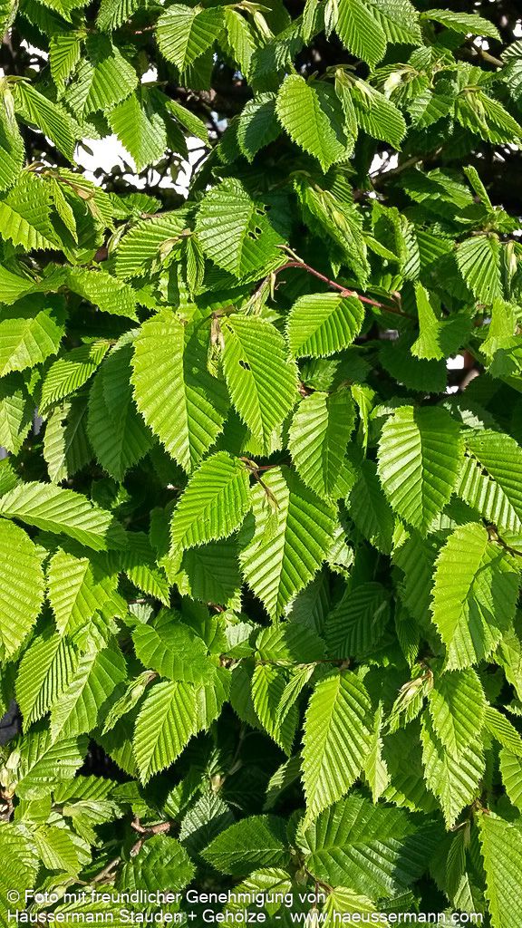 Hainbuche, Weißbuche (Carpinus betulus)