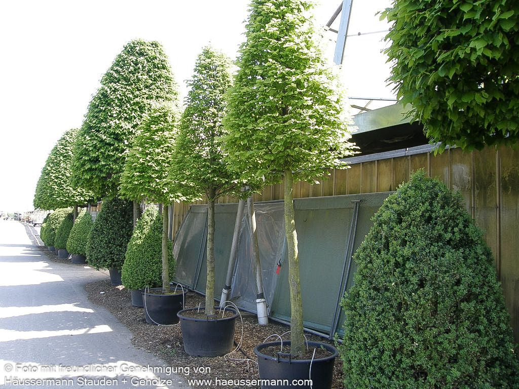 Hainbuche, Weißbuche (Carpinus betulus)